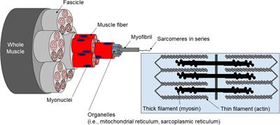 A Critical Evaluation of the Biological Construct Skeletal Muscle Hypertrophy: Size Matters but So Does the Measurement